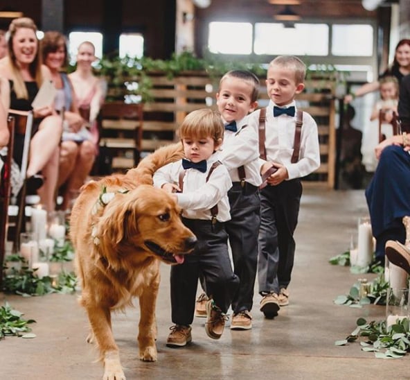 Who better to lead the ring bearers down the aisle than the best man — er, dog?