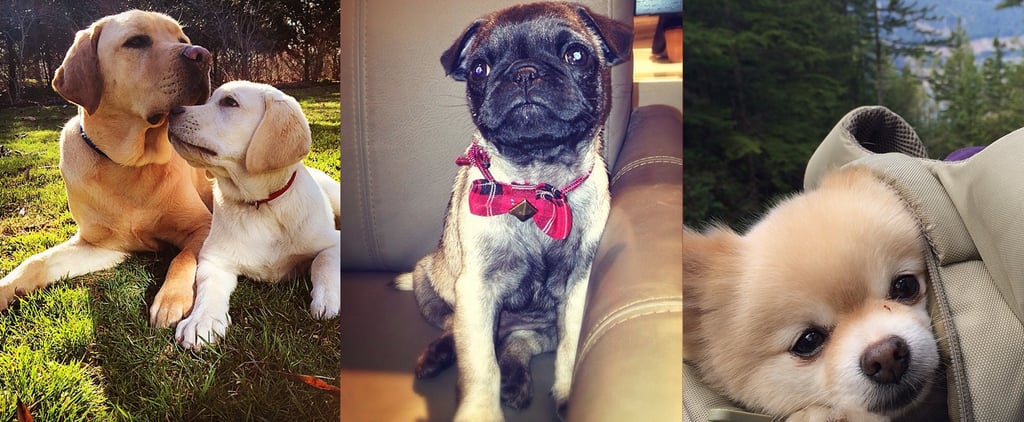Instagram Dog Accounts