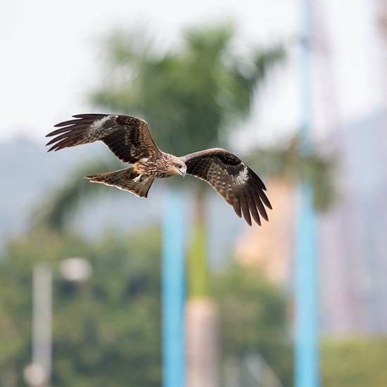 Eagles Trained to Take Down Drones
