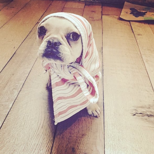Hilary Duff's Dog Beau Dies