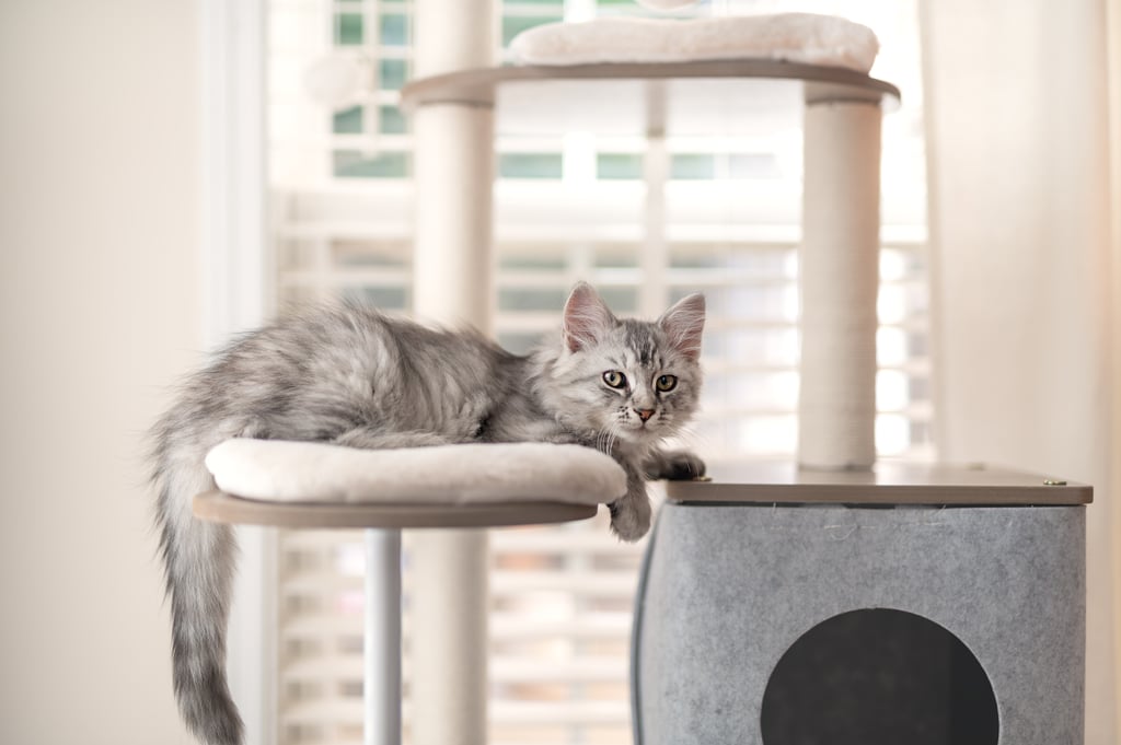 Stylish Cat Trees That Work With Modern Home Decor