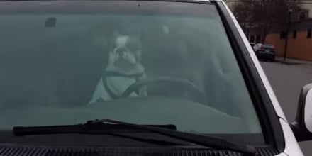 Dog Honking Horn Video Popsugar Pets