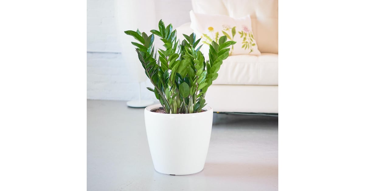 Zz Plant Bring The Great Outdoors Indoors With These Big And Beautiful Houseplants Popsugar Home Photo 54 Zz Plant Bring The Great Outdoors Indoors With These Big And Beautiful Houseplants Popsugar Home Photo 54