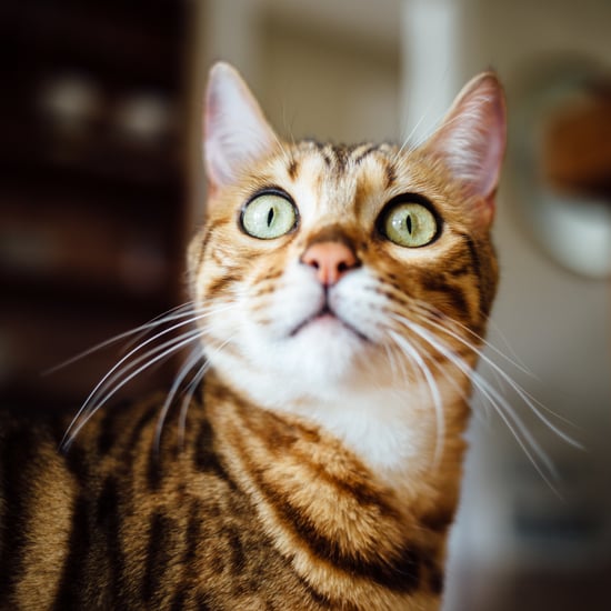 Pictures of Bengal Cats