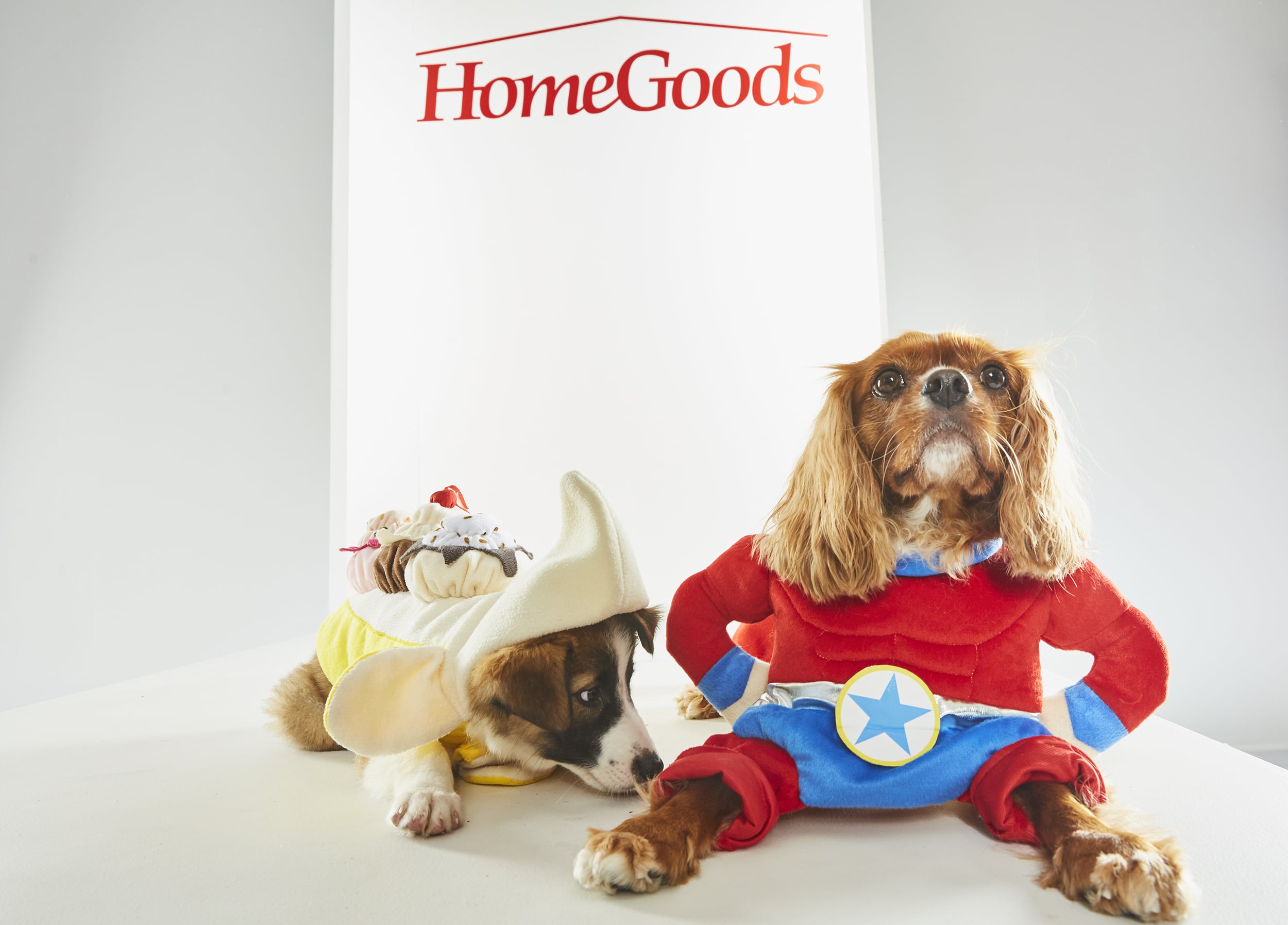 Home goods hot sale dog sweaters