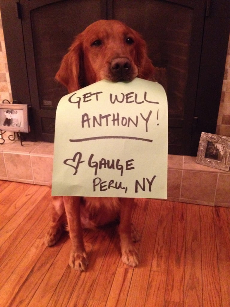 Photo Doggies For Anthony Facebook Movement