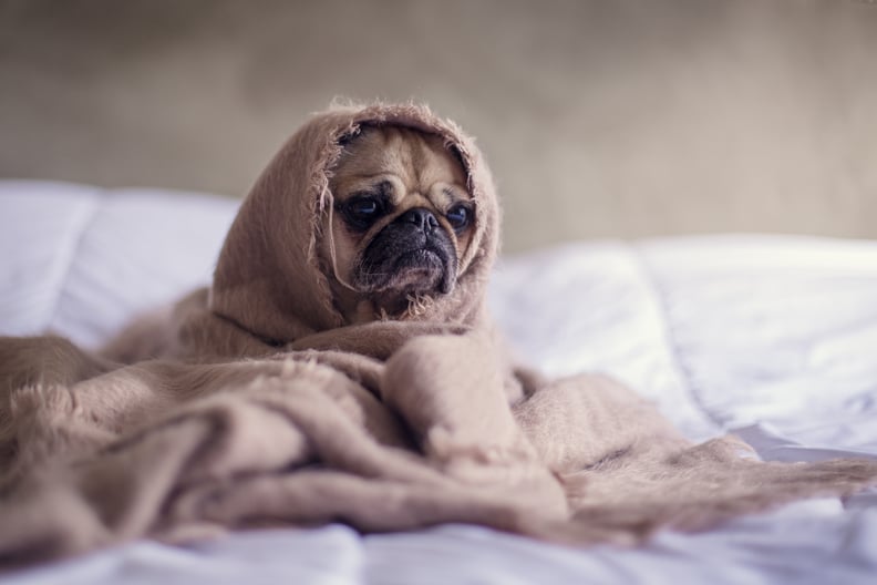 This Pug, whose heat is broken and it's terrible.