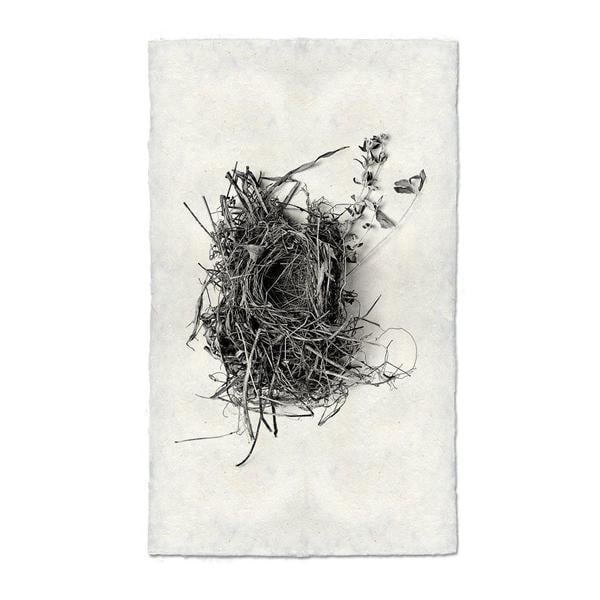 Nest Study Prints from Barloga Studios