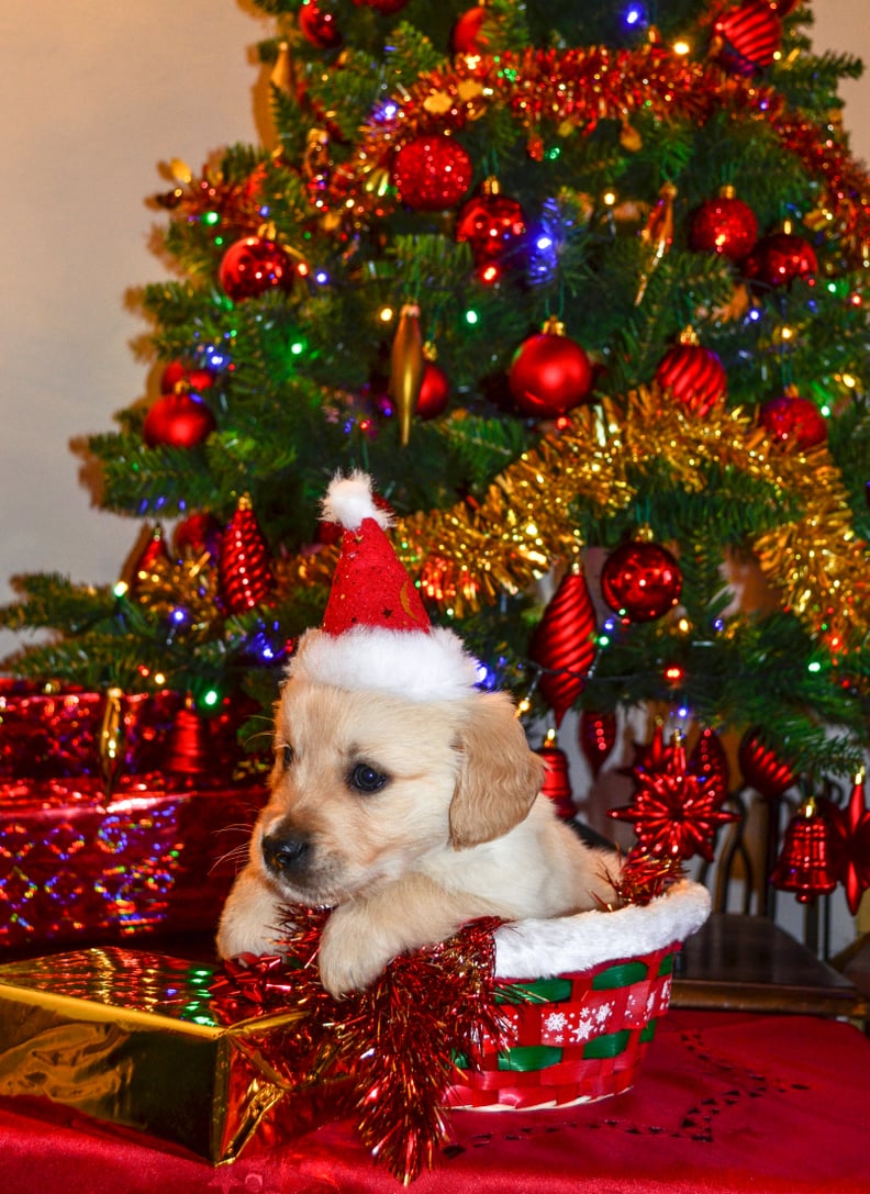 christmas cute puppies