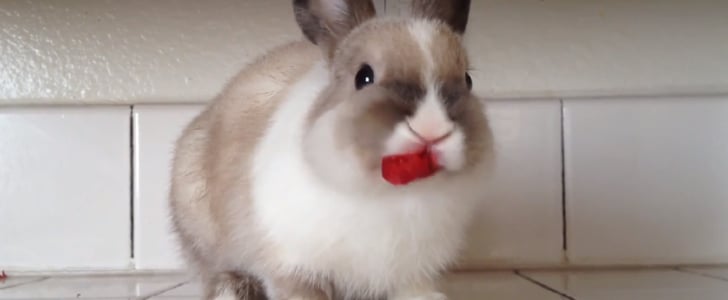 Bunny Eating Raspberries | Video