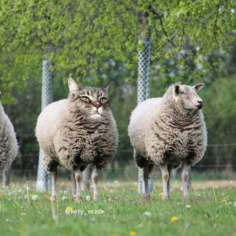 Sheep With a Cat's Face