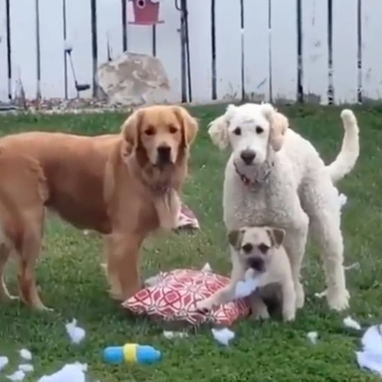 Video of 3 Dogs Tearing Up a Pillow in the Backyard