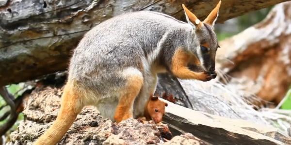 Orphaned Tree Kangaroo Saved by Wallaby