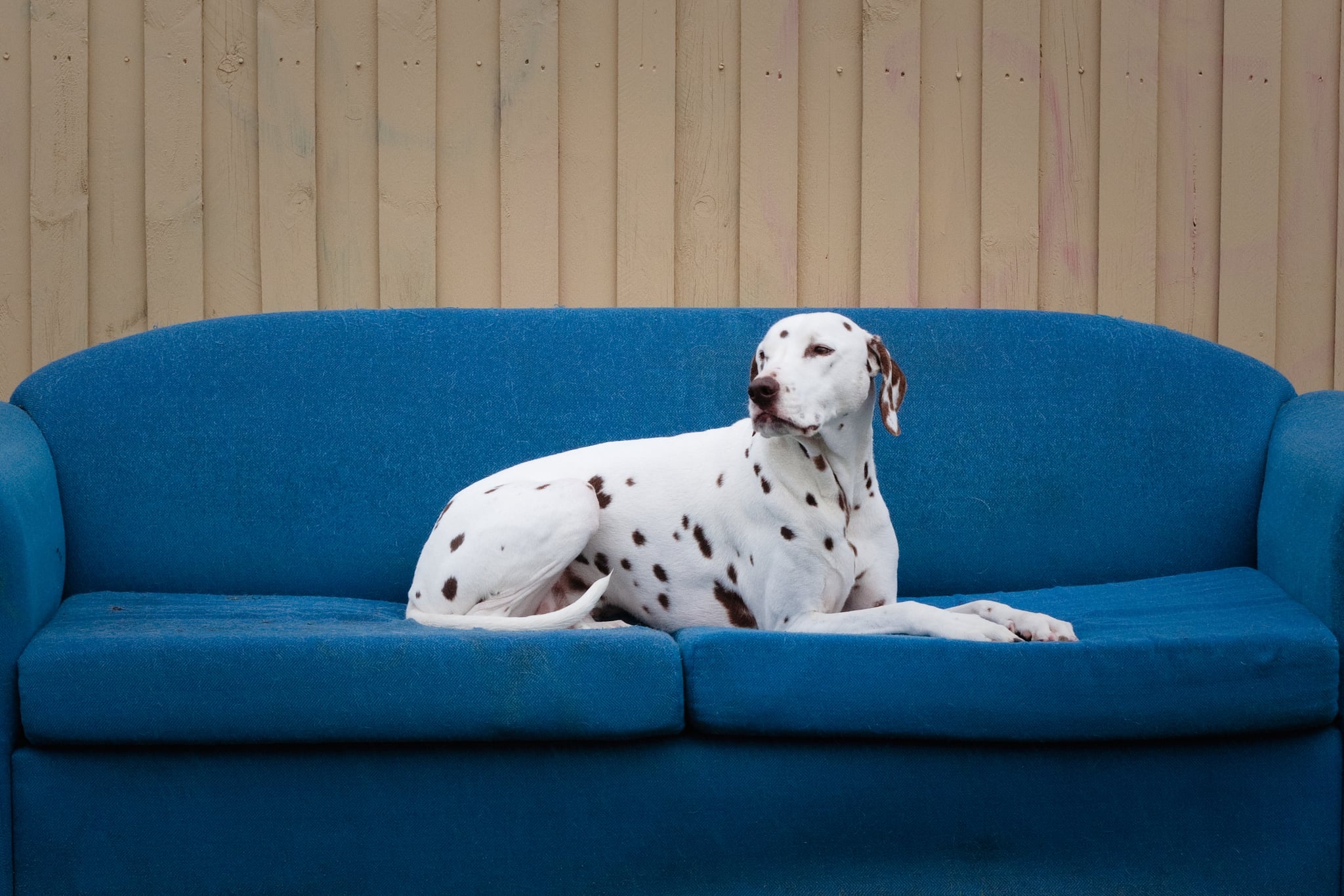 Dalmatian apartment dog 2025