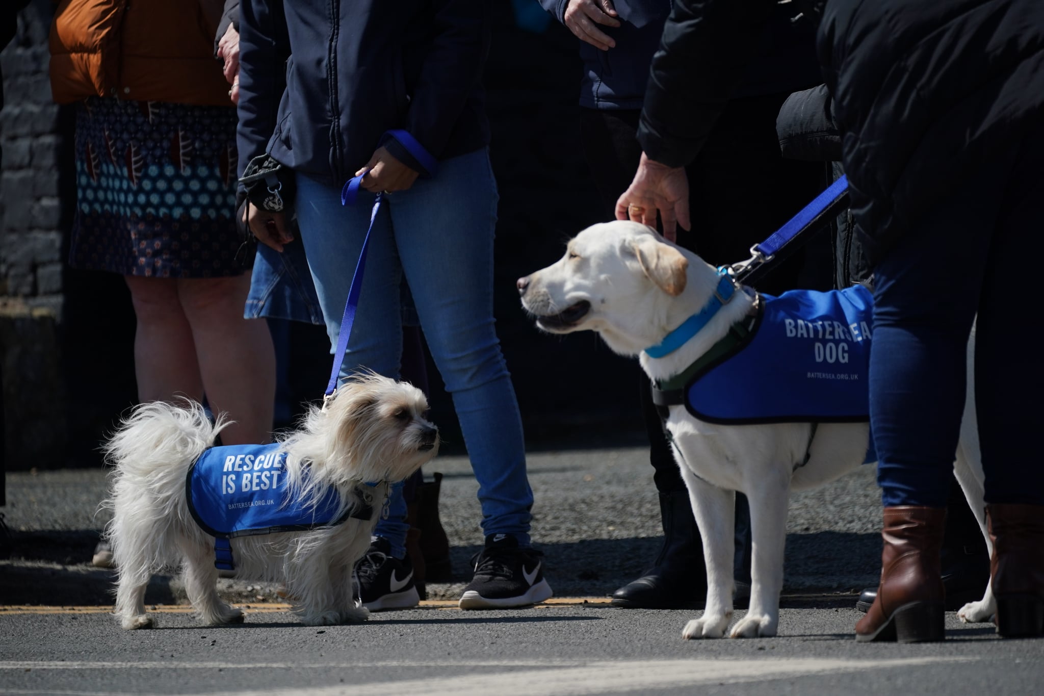 Dogs at the Walnut Tree Pub in Aldington, Kent, as they wait for Paul O'Grady's funeral cortege to travel through the village of Aldington, Kent, ahead of his funeral at St Rumwold's Church. Picture date: Thursday April 20, 2023. (Photo by Yui Mok/PA Images via Getty Images)