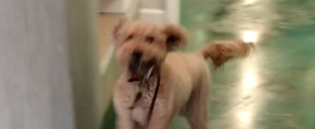 Goldendoodle Dog Running to Owner With Leash at Day Care