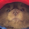 This Pomeranian Dressed Up as Paddington Bear Has Already Won Halloween