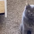 This Cat Replied "Nothing" When His Owner Asked What He Was Doing, and Yep, I Hear It