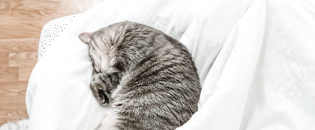 Why Does My Cat Sleep at the End of the Bed on My Feet?