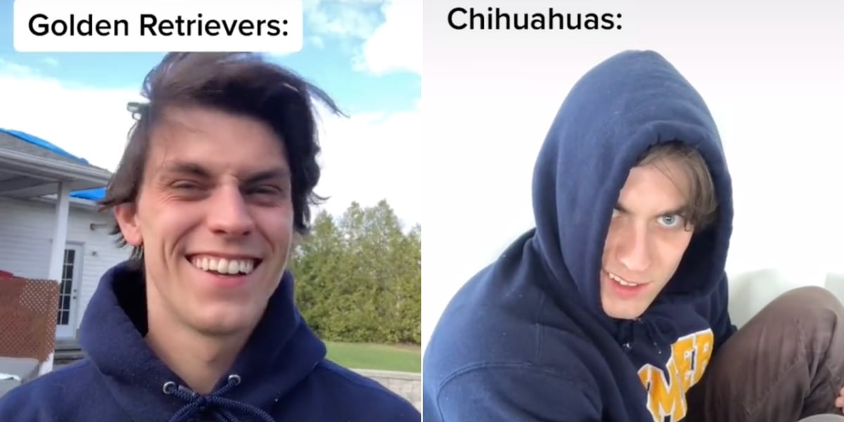 25-tiktok-dogs-profiles