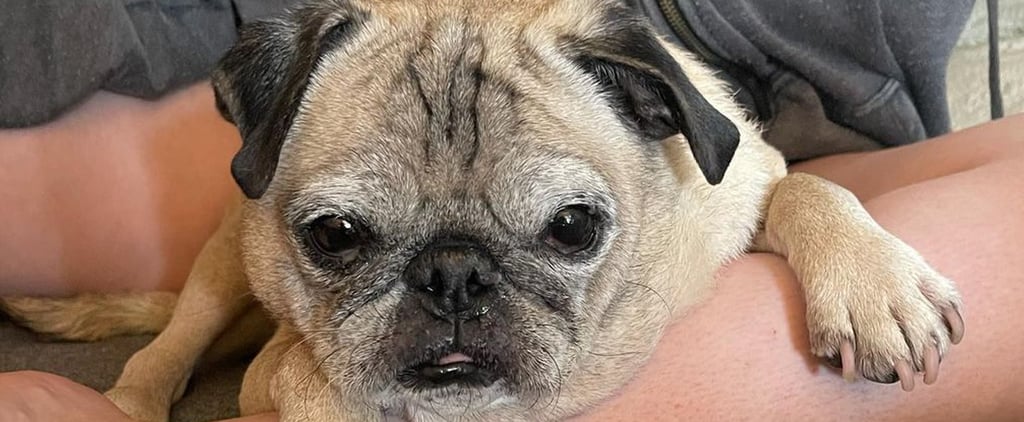 Who Is the No-Bones Day Pug Dog?