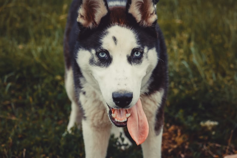 Aquarius (Jan. 21-Feb. 19) — Siberian Husky