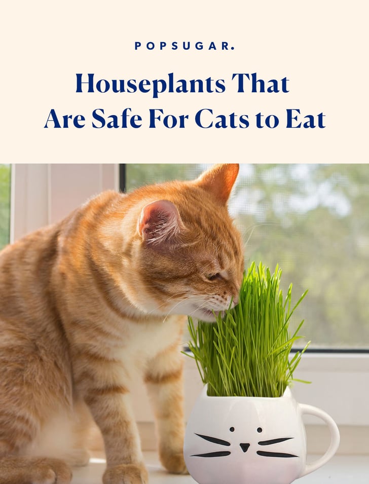 Houseplants That Are Safe For Cats to Eat POPSUGAR Family