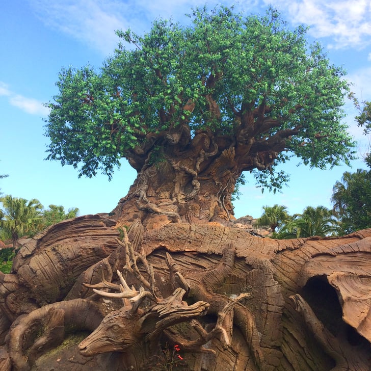 The Tree of Life Why Disney World Is Better Than Disneyland