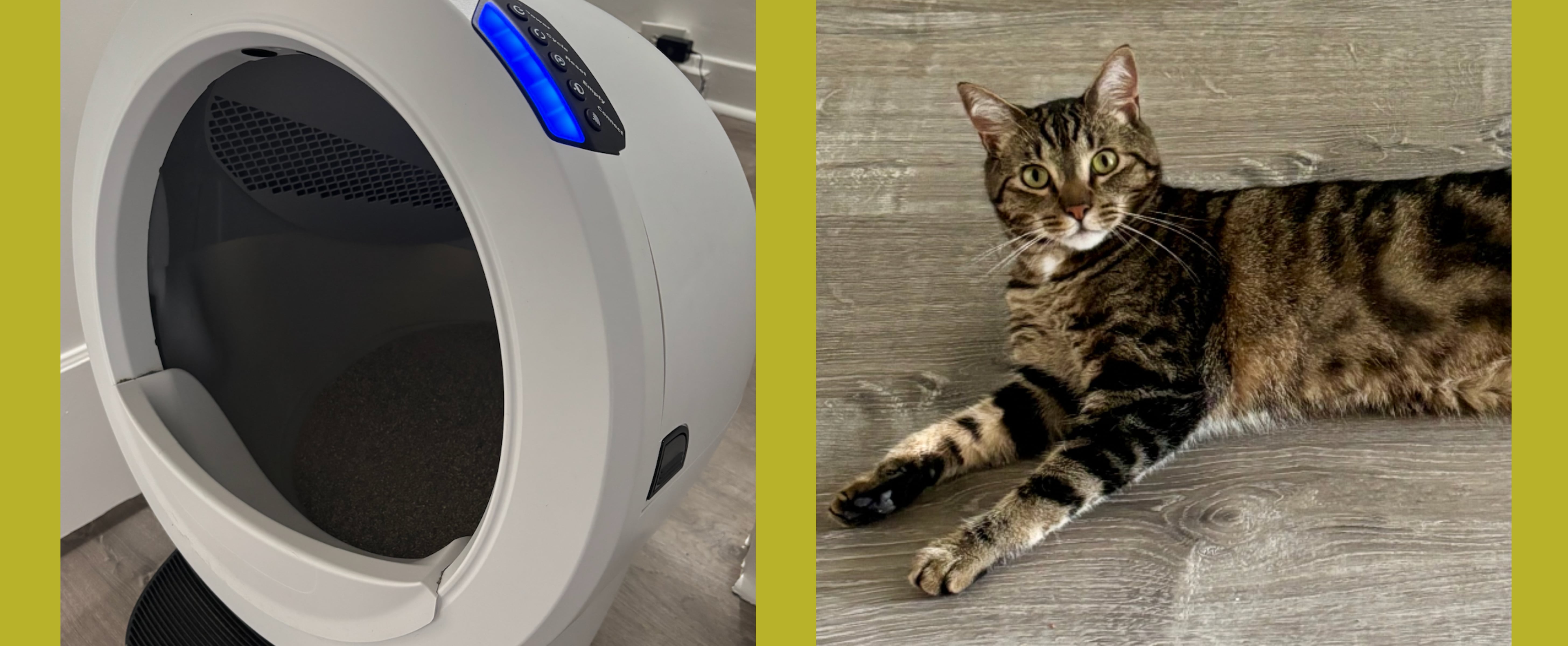 This Litter-Robot Made My Least Favorite Chore Disappear