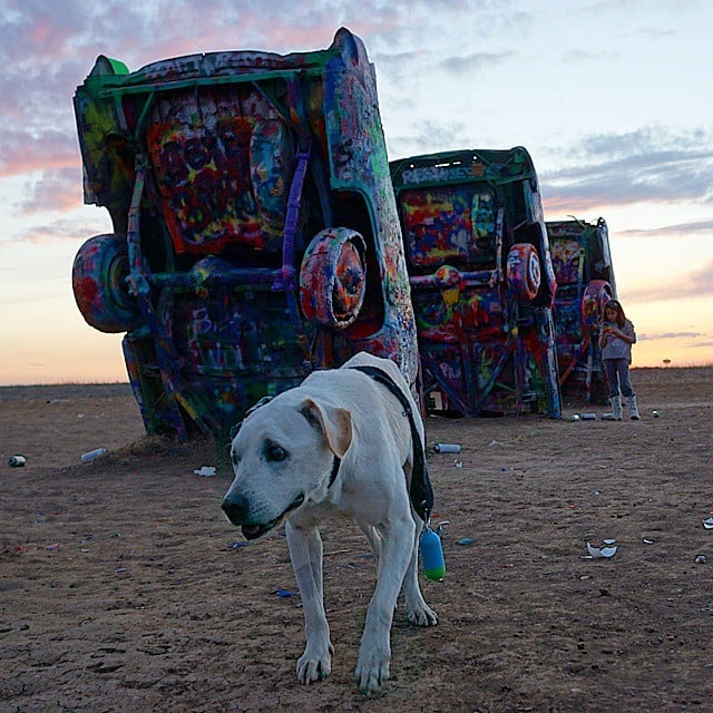 Poh the Dog Cross-Country Road Trip
