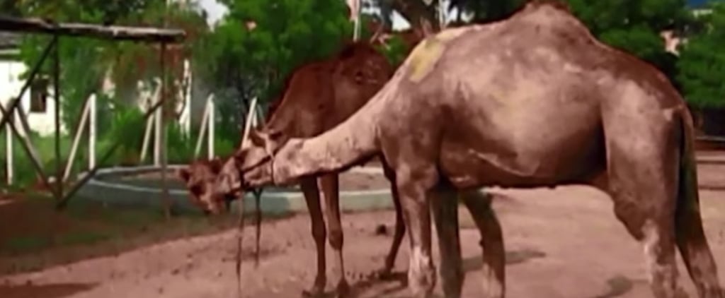 Rescued Camels in India | Video