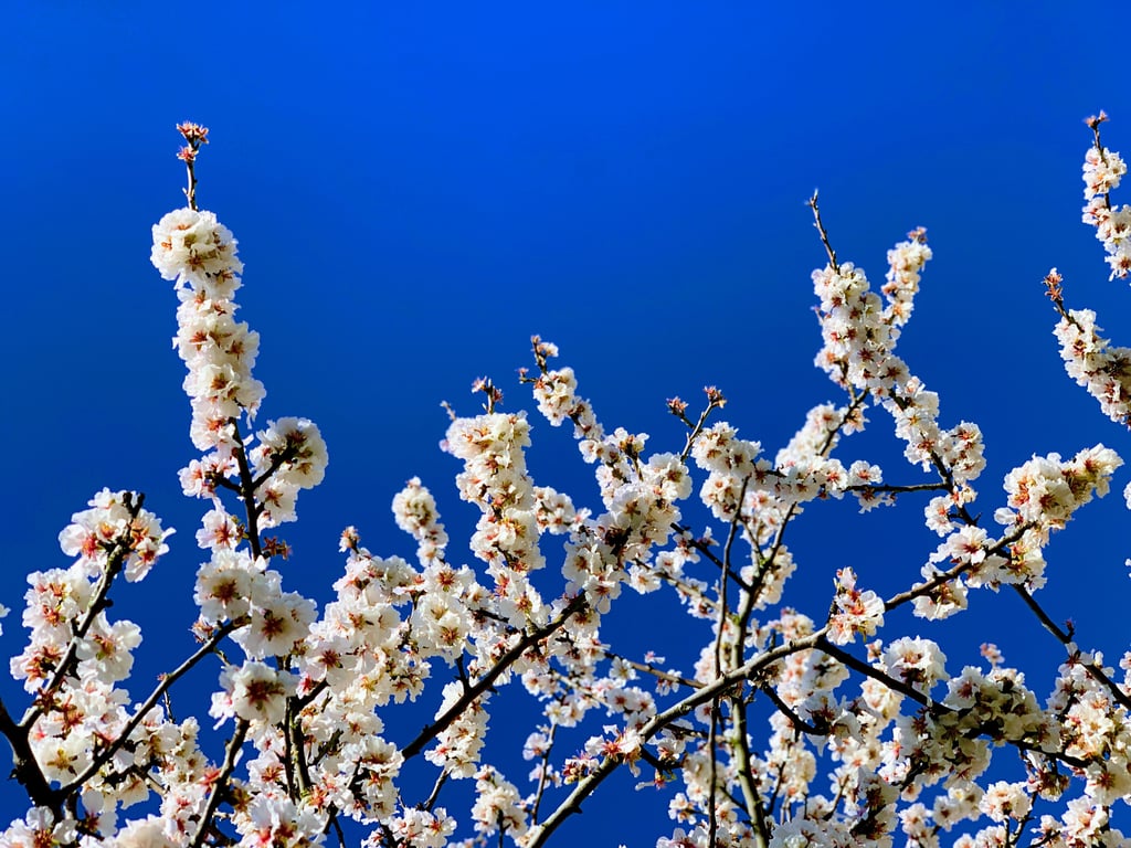 Pretty Photos of Cherry Blossoms