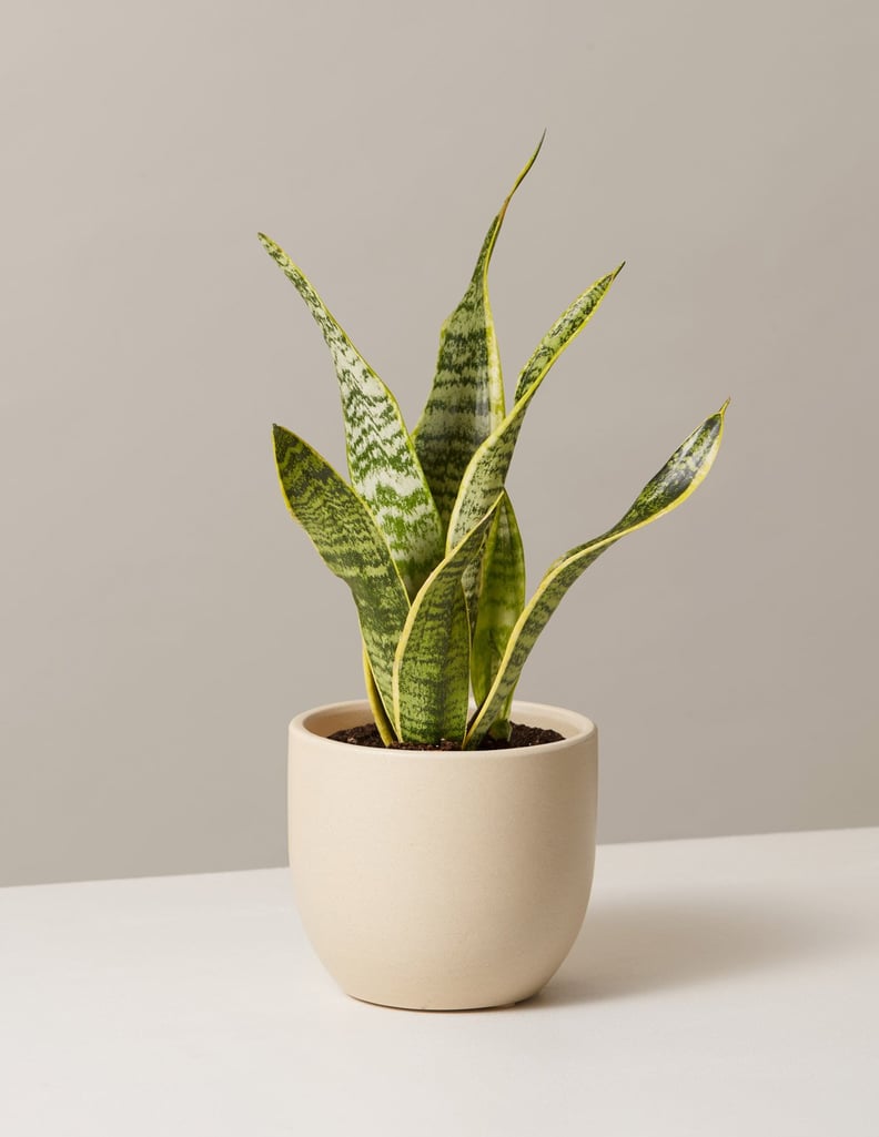 For the New Plant Parent: The Sill Snake Plant Laurentii