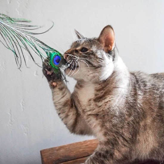 Peacock Feathers Are the Only Toys My Cats Like