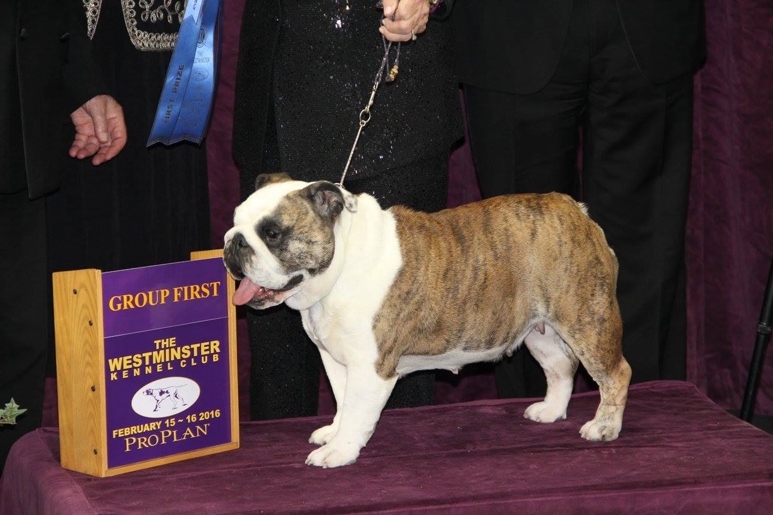 2016 Westminster Kennel Club Dog Show Group Winners PS Pets