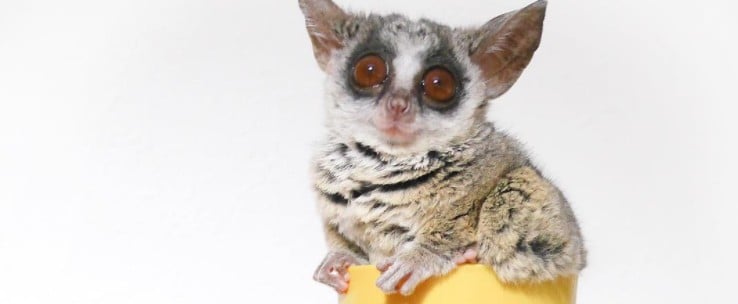 Cute Bush Baby on Instagram | Pizzatoru