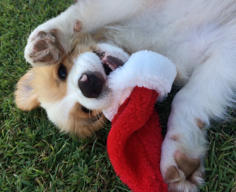 A Playful Christmas Pup