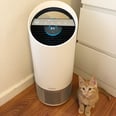 My Pet and Pollen Allergies Were Out of Control, Until I Bought This Smart Air Purifier