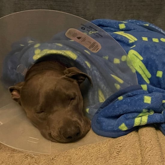 Billie Eilish's Dog Shark Got Surgery After Swallowing a Toy