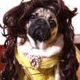 Unamused Pugs Re-Creating Beauty and the Beast Is So Funny You'll Watch It Twice