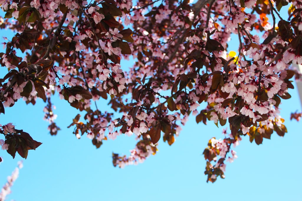 Pretty Photos of Cherry Blossoms