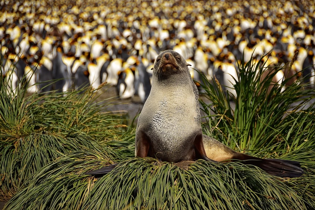 Antarctica King Penguins