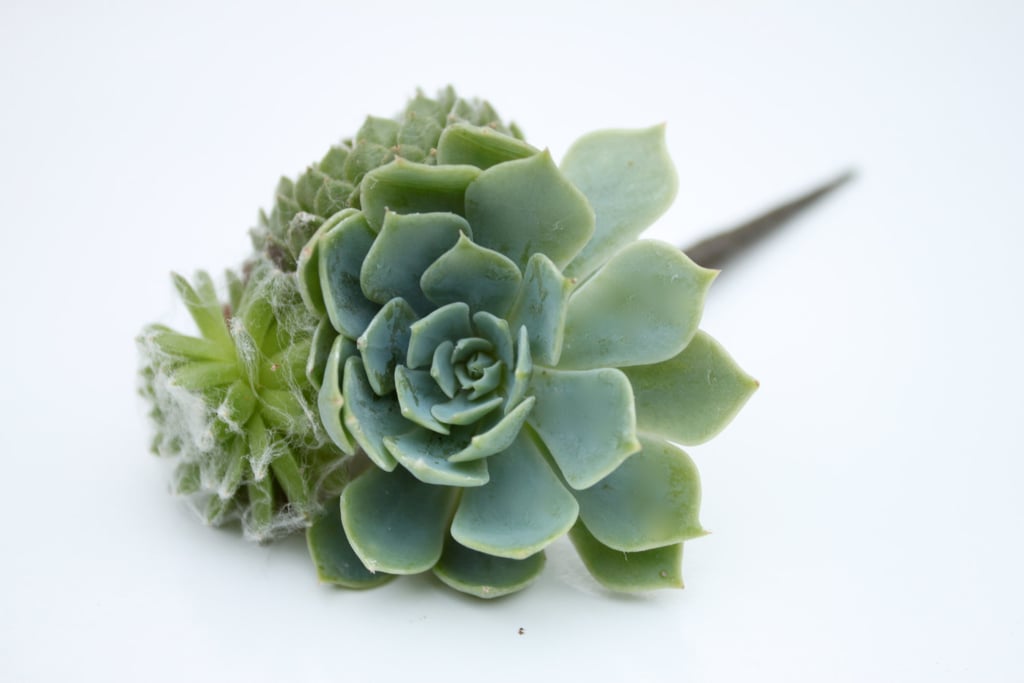 Succulent Hair Pin ($17)