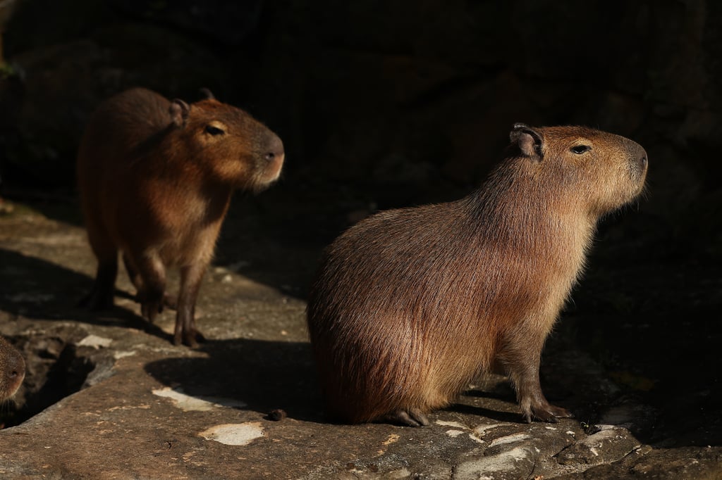 What's the Animal in Blackpink's "Ice Cream" Video? Capybara
