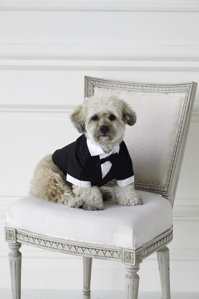 Wedding Clothes For Dogs POPSUGAR Pets Photo 10