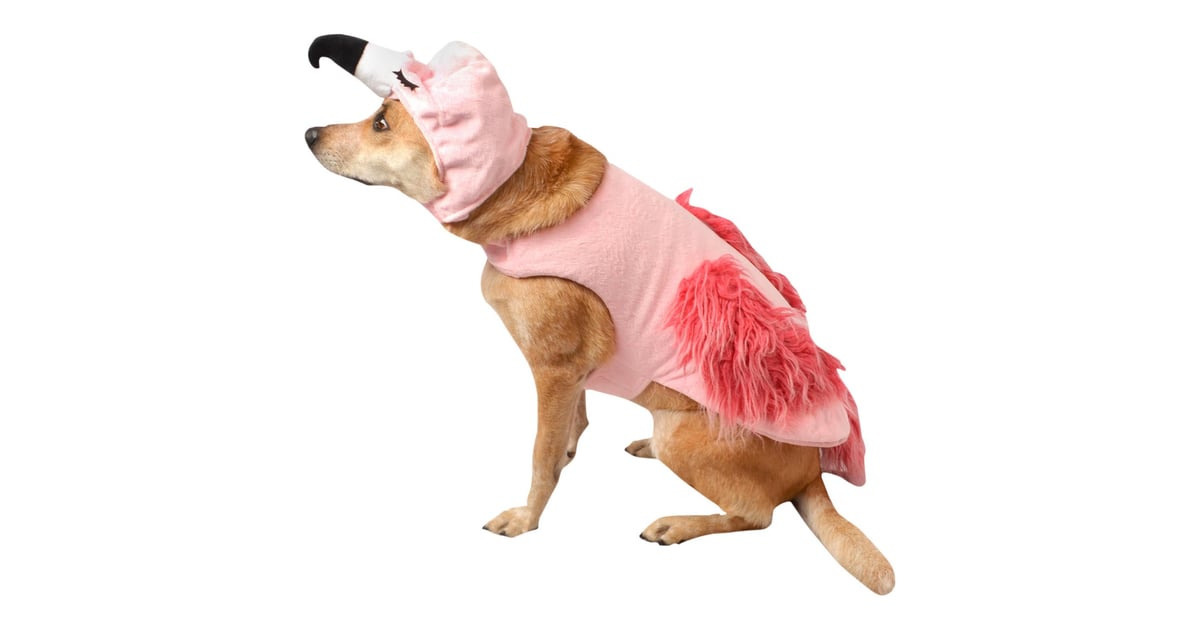 dog in flamingo float