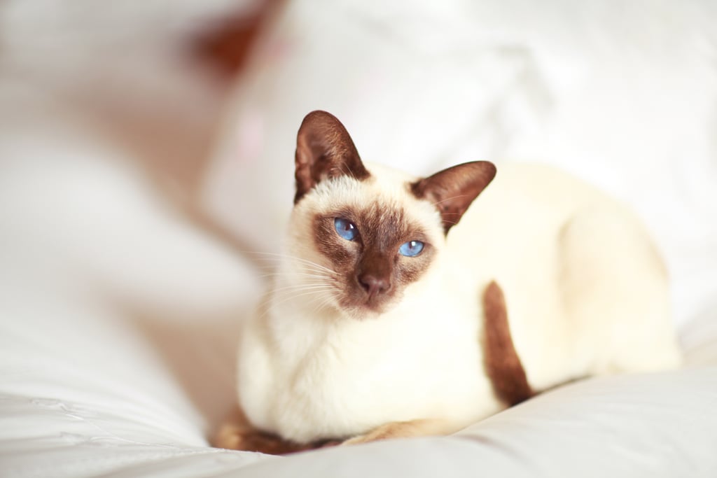 Libra (Sept. 23-Oct. 22): Siamese Cat