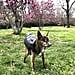 Yes, That's My 6-Pound Chihuahua Sporting Military Technology