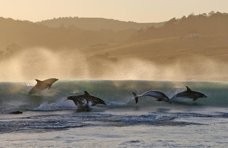 Bottlenose dolphins surfing off the Wild Coast in South Africa.