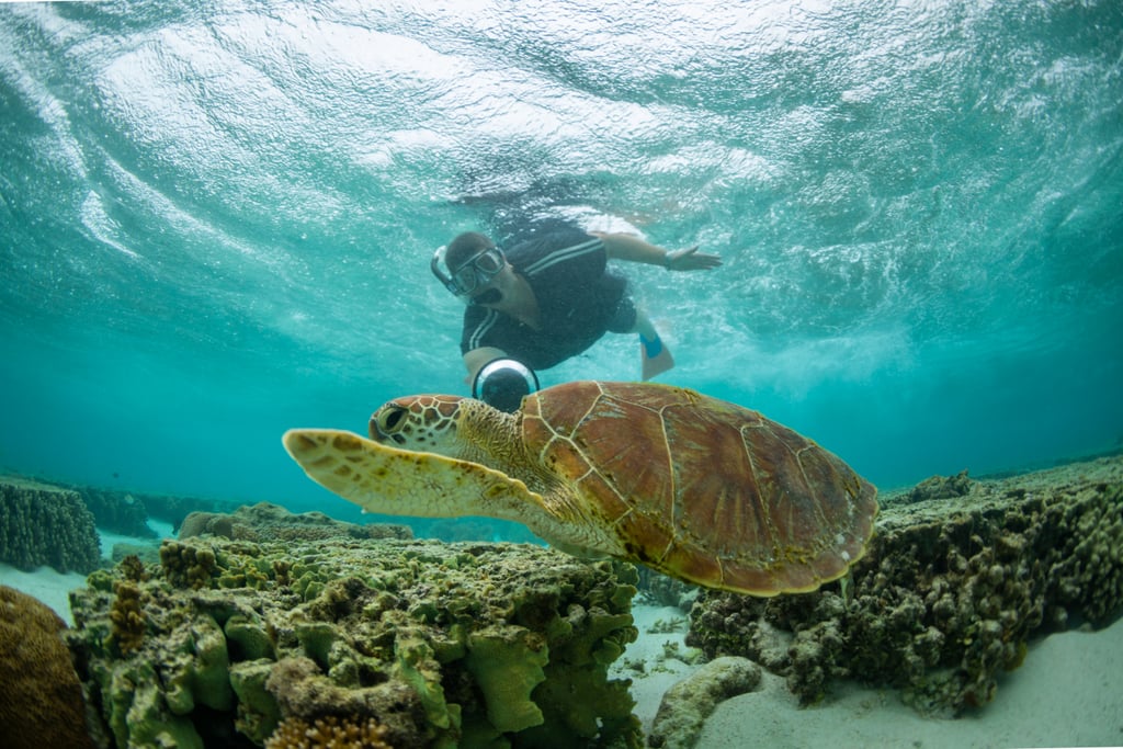 Go Snorkeling in the Great Barrier Reef